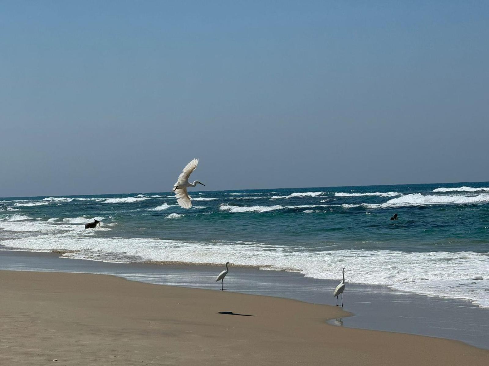 Go To Apartments In Leonardo Bat Yam Exterior foto